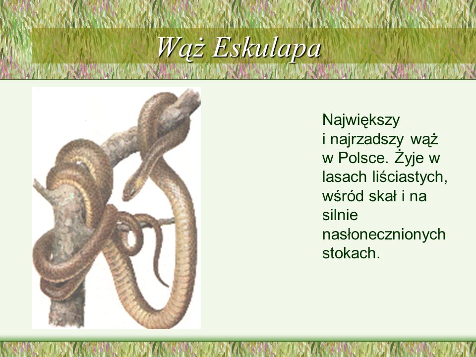 Wąż Eskulapa Największy i najrzadszy wąż w Polsce.