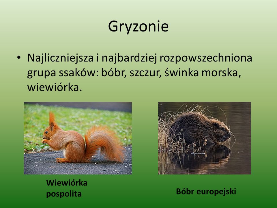 Gryzonie Najliczniejsza i najbardziej rozpowszechniona grupa ssaków: bóbr, szczur, świnka morska, wiewiórka.