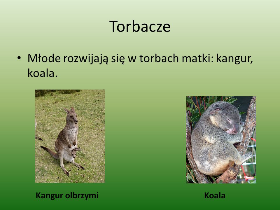 Torbacze Młode rozwijają się w torbach matki: kangur, koala.