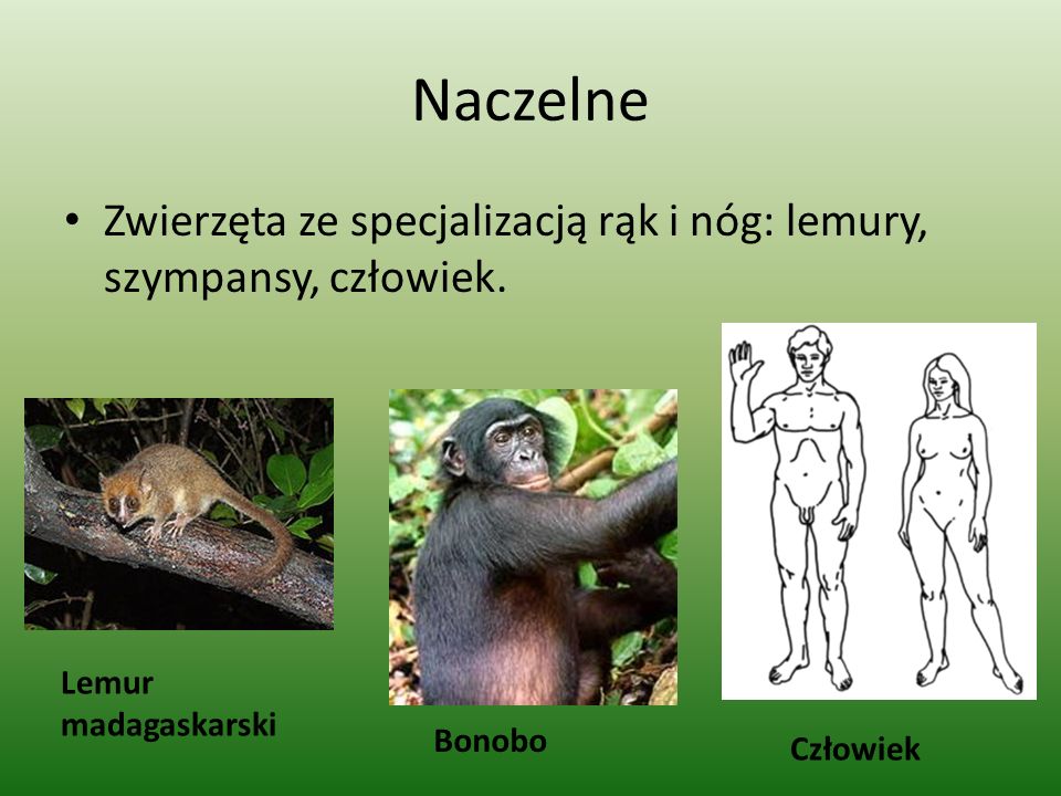 Naczelne Zwierzęta ze specjalizacją rąk i nóg: lemury, szympansy, człowiek. Lemur madagaskarski. Bonobo.