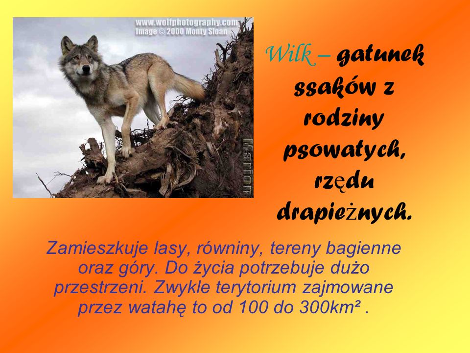 Wilk – gatunek ssaków z rodziny psowatych, rzędu drapieżnych.