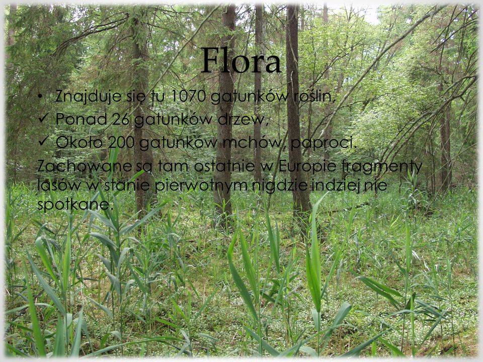 Flora Znajduje się tu 1070 gatunków roślin, Ponad 26 gatunków drzew,