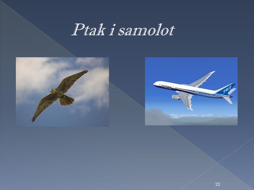 Ptak i samolot
