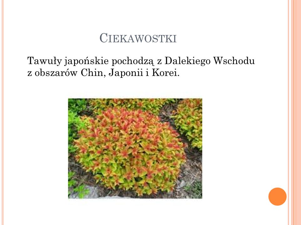 Ciekawostki Tawuły japońskie pochodzą z Dalekiego Wschodu z obszarów Chin, Japonii i Korei.