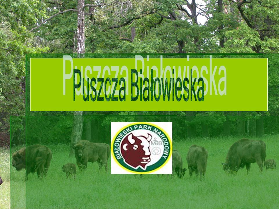 Puszcza Białowieska