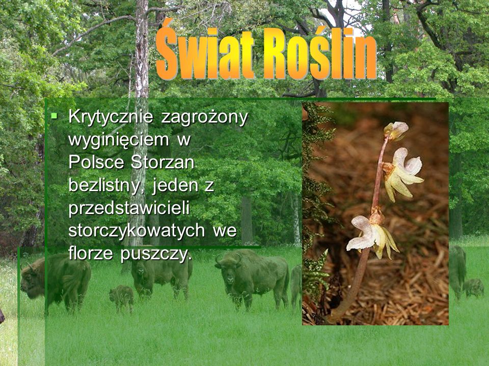 Świat Roślin Krytycznie zagrożony wyginięciem w Polsce Storzan bezlistny, jeden z przedstawicieli storczykowatych we florze puszczy.