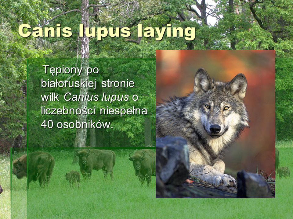 Canis lupus laying Tępiony po białoruskiej stronie wilk Canius lupus o liczebności niespełna 40 osobników.
