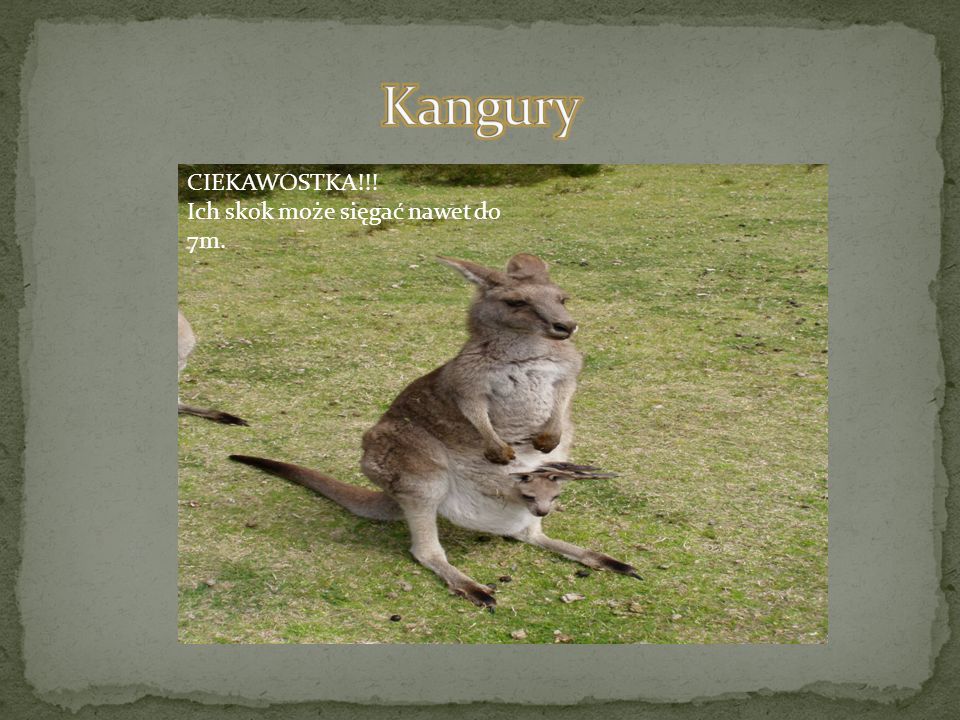 Kangury CIEKAWOSTKA!!! Ich skok może sięgać nawet do 7m.