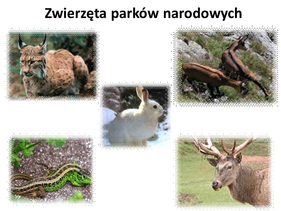 Zwierzęta parków narodowych