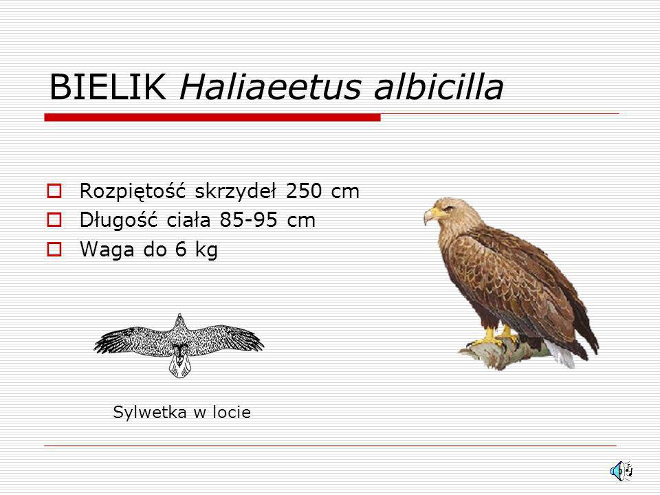 BIELIK Haliaeetus albicilla