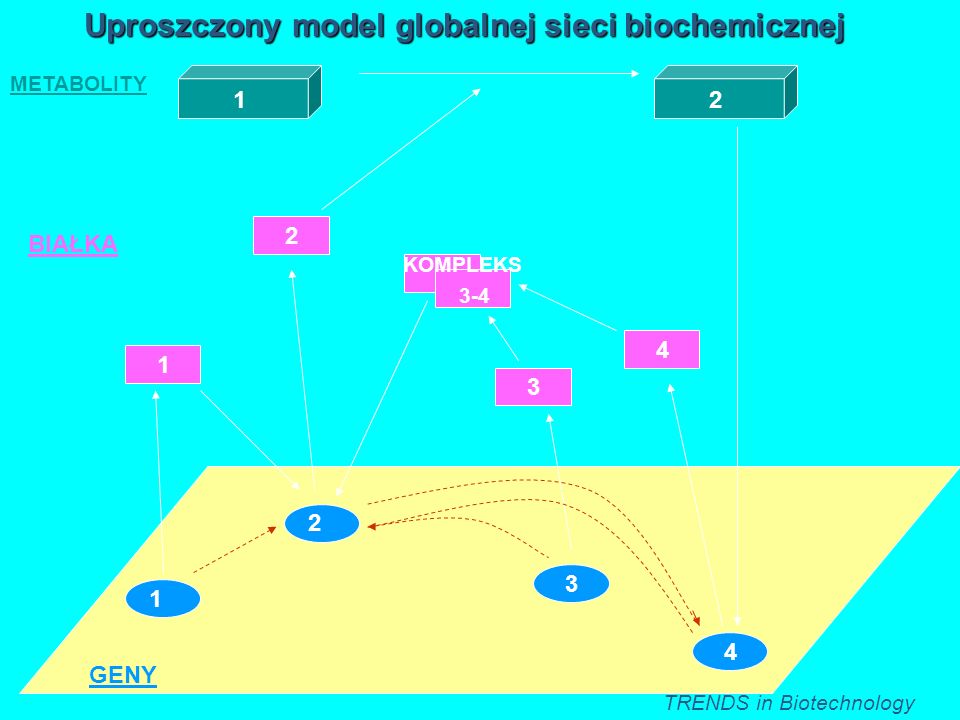 Uproszczony model globalnej sieci biochemicznej