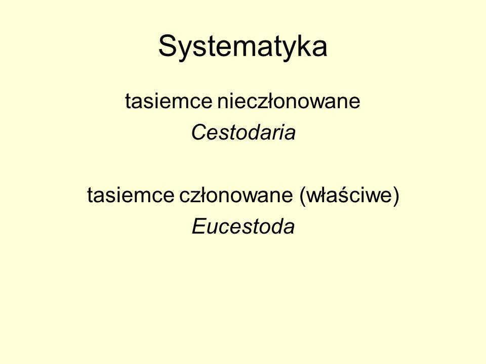 Systematyka tasiemce nieczłonowane Cestodaria