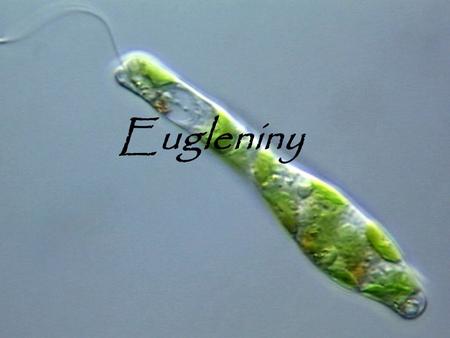 Eugleniny.
