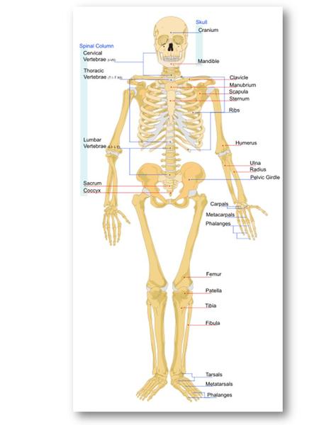 U człowieka dorosłego szkielet składa się z około 206 kości - liczba ta jest większa u dzieci ze względu na wiele punktów, spada dopiero po połączeniu.