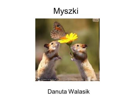 Myszki Danuta Walasik.