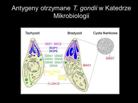 Antygeny otrzymane T. gondii w Katedrze Mikrobiologii