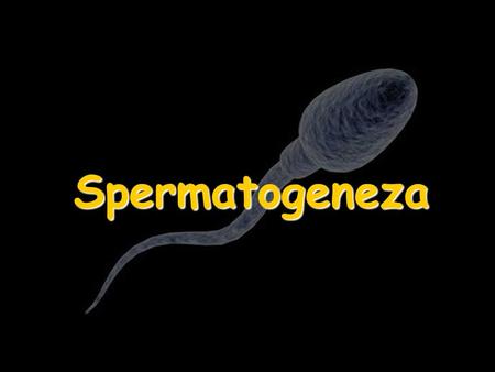 Spermatogeneza.