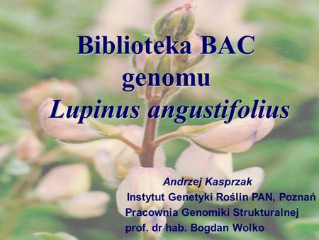 Lupinus angustifolius