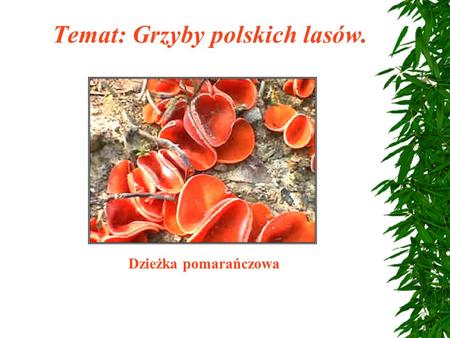 Temat: Grzyby polskich lasów.