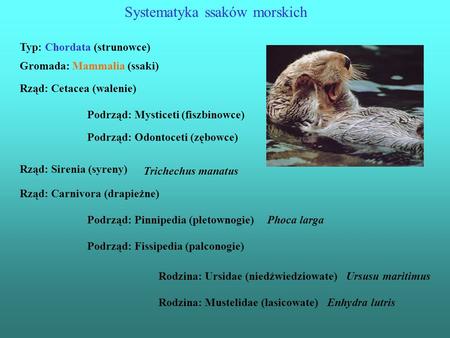 Systematyka ssaków morskich