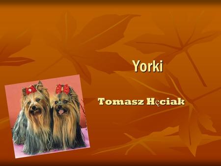 Yorki Yorki Tomasz H ę ciak Tomasz H ę ciak. Historia Yorków Yorkshire Terrier – jedna z ras psów, nale żą ca do grupy terierów, zaklasyfikowana do sekcji.