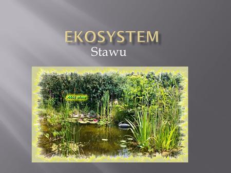 Ekosystem Stawu.