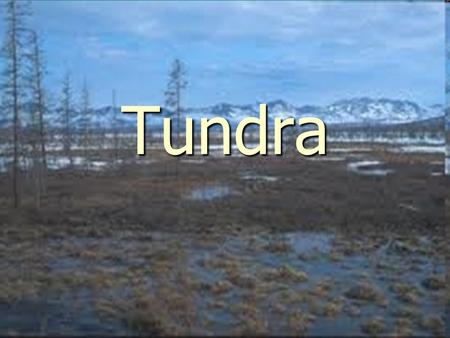 Tundra.