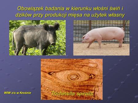 Obowiązek badania w kierunku włośni świń i dzików przy produkcji mięsa na użytek własny WIW z/s w Krośnie Trichinella spiralis.