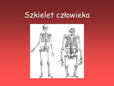 Szkielet człowieka.