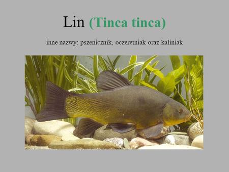 Lin (Tinca tinca) inne nazwy: pszenicznik, oczeretniak oraz kaliniak