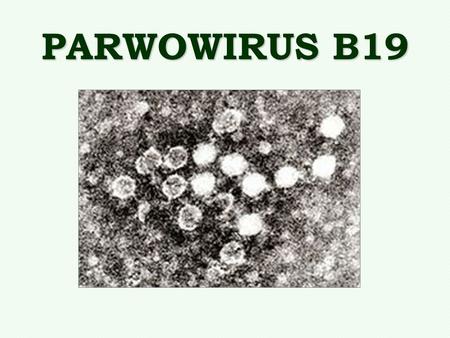 PARWOWIRUS B19.