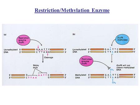 Restriction/Methylation Enzyme