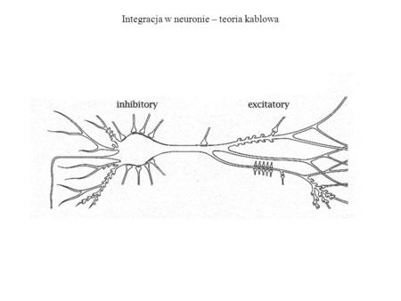 Integracja w neuronie – teoria kablowa
