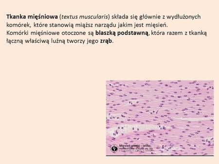Tkanka mięśniowa (textus muscularis) składa się głównie z wydłużonych komórek, które stanowią miąższ narządu jakim jest mięsień. Komórki mięśniowe otoczone.