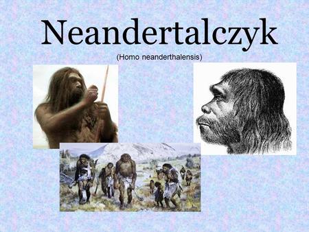 Neandertalczyk (Homo neanderthalensis)