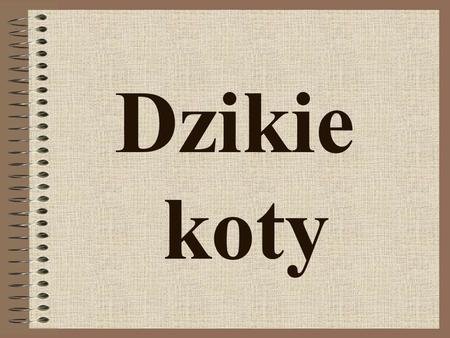 Dzikie koty.