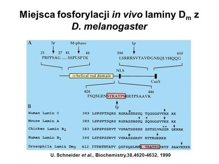 Miejsca fosforylacji in vivo laminy Dm z D. melanogaster