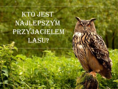 Kto jest najlepszym przyjacielem lasu?