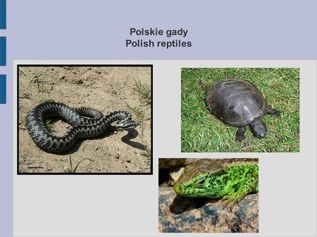 Polskie gady Polish reptiles