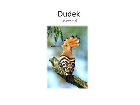 Dudek (Upupa epops).