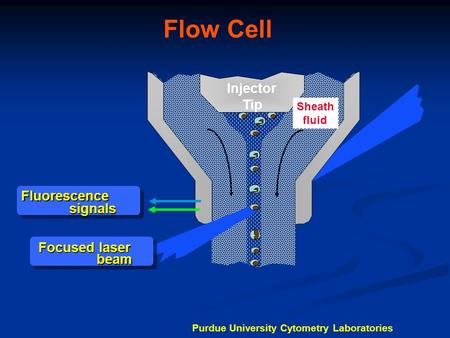 Flow Cell Injector Tip Fluorescence signals Focused laser beam Sheath fluid Purdue University Cytometry Laboratories.