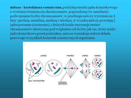 Mitoza - kariokineza somatyczna, podział pośredni jądra komórkowego z wyróżnicowaniem się chromosomów, poprzedzony (w interfazie) podwojeniem liczby chromosomów;