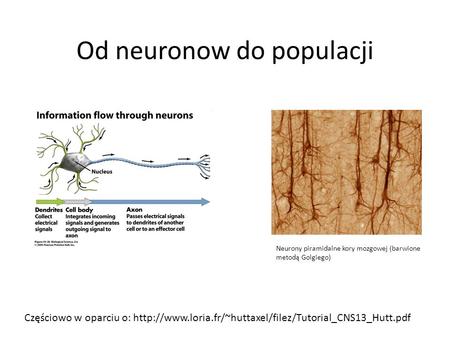 Od neuronow do populacji