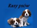 Rasy psów. Spis treści: 1.Labrador 2.Peki ń czyk 3.York 4.Jamnik 5.Pinczer 6.Husky 7.Pudel 8.Bokser 9.Ratlerek 10.Wy ż e ł 11.Dalmaty ń czyk 12.Dog 13.Sznaucer.