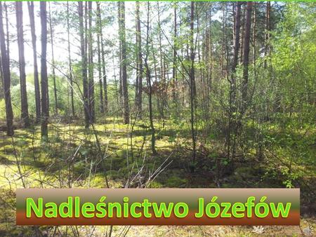 Nadleśnictwo Józefów położone jest w południowej części województwa lubelskiego w VI Krainie przyrodniczo- leśnej Małopolskiej, w dzielnicach: Niziny.
