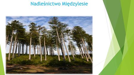 Nadleśnictwo Międzylesie. „Nadleśnictwo Międzylesie” Znajduje się tu pewien obszar, który łączy nas to niewątpliwie nasz reglowy las. A w nim czystego.