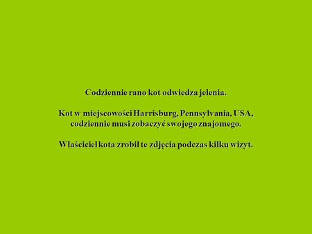 Codziennie rano kot odwiedza jelenia. Kot w miejscowości Harrisburg, Pennsylvania, USA, codziennie musi zobaczyć swojego znajomego. Właściciel kota zrobił.