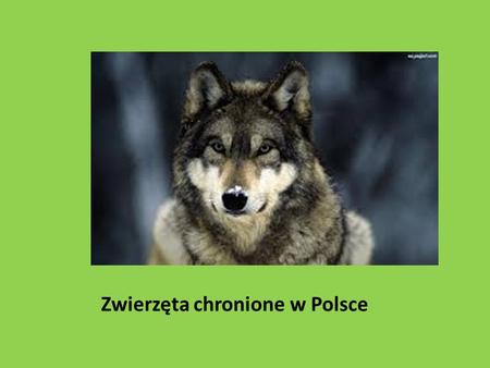 Zwierzęta chronione w Polsce. Dzięcioł czarny Dzięcioł czarny należy do rodziny dzięciołowatych. Zamieszkuje Eurazję w środkowym jej terytorium. Nie występuje.