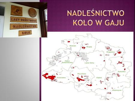  Nadleśnictwo Koło jako samodzielna jednostka administracyjna powstała po I Wojnie Światowej z carskich lasów rządowych oraz dawnych lasów donacyjnych.