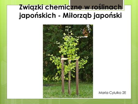 Związki chemiczne w roślinach japońskich - Miłorząb japoński